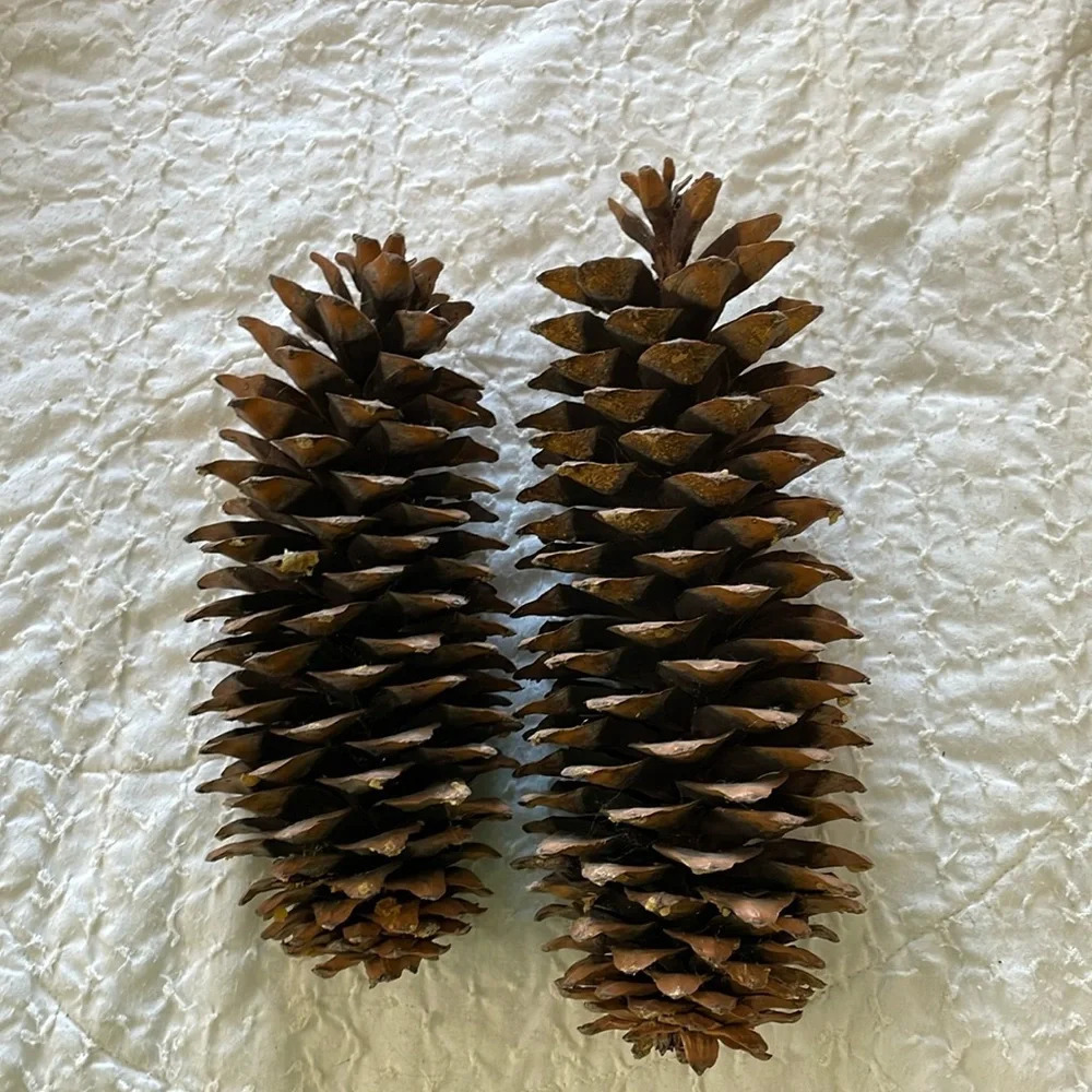 2 HUGE real pine cones from Pacific Northwest. 4.5-5 “ wide. Great decor!